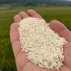 درباره برنج